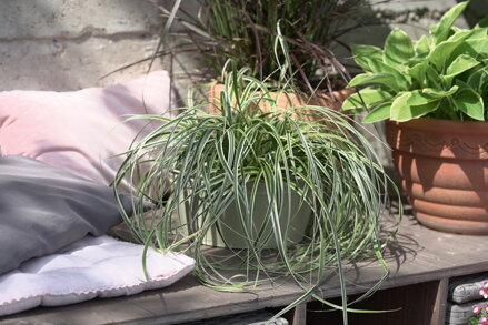 Ostřice Feather Falls®