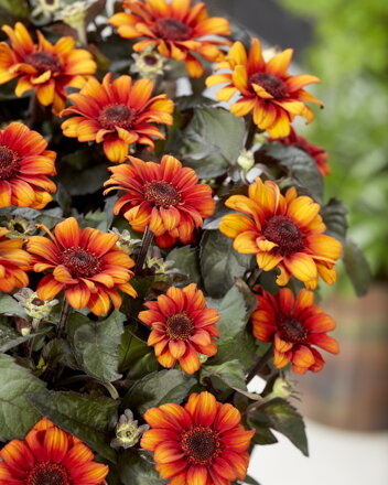 Heliopsis helianthoides - Luna Roja