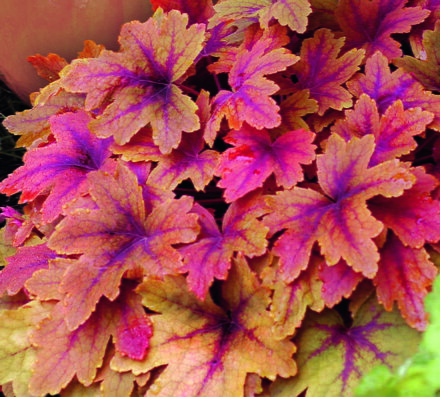 Dlužicha - Sweet Tea