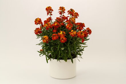 Trýzel `Erysistible Fire`