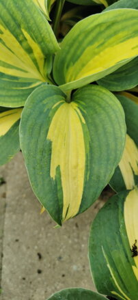 Hosta x hybrida - Dream Queen