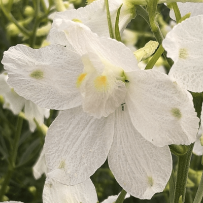 Ostrožka stračka 'Hunky Dory White'