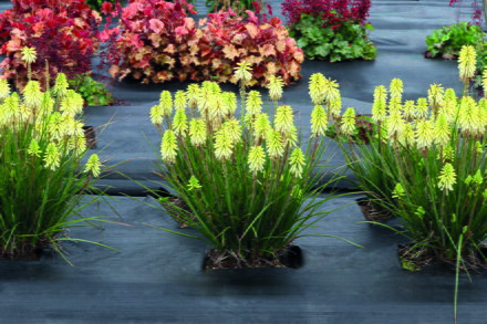 Kniphofia uvaria - Poco Citron 