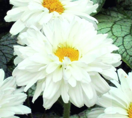 Kopretina největší - Victorian Secret