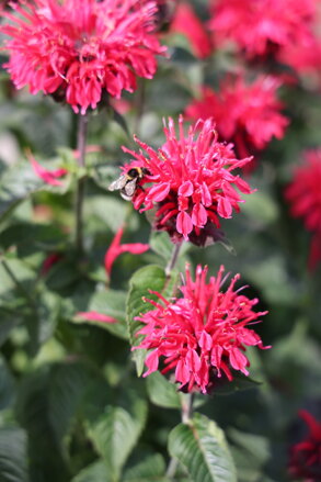 Zavinutka - Melua Rose Impr.