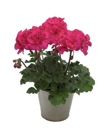 Vzpřímený muškát - Tumbao® Extra Pink  