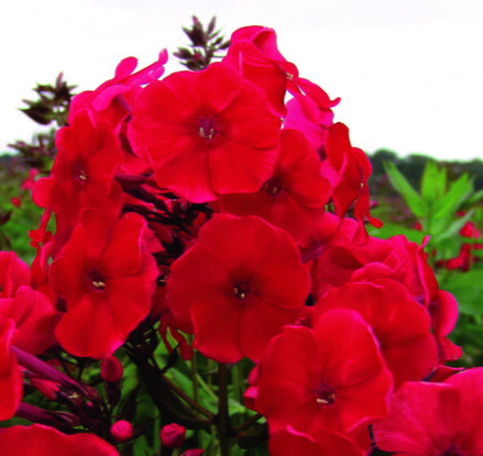 Plamenka latnatá - Adessa® Special Fire