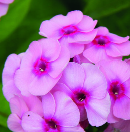 Plamenka latnatá - Adessa® Special Pink Center