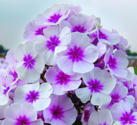 Plamenka latnatá - Adessa® Pink Star