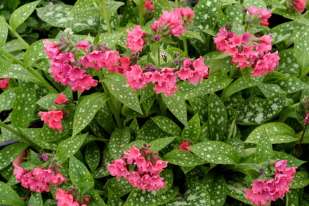 Pulmonaria x hybrida - Shrimps on the Barbie