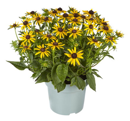 Třapatka zářivá - Little Summer Pearls Yellow