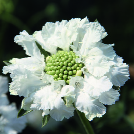 Scabiosa caucasica - Fama White