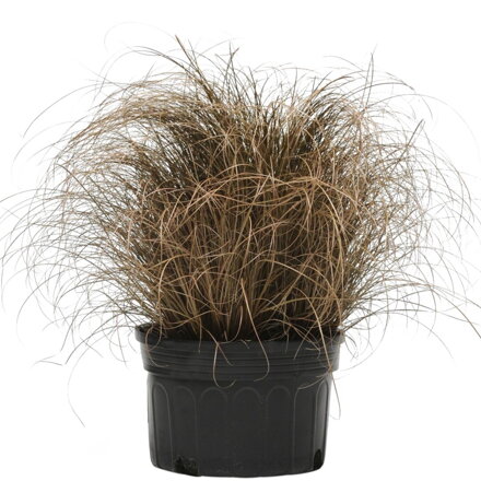 Ostřice chocholatá 'Bronze Curls'