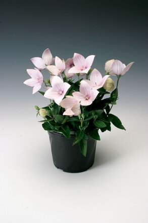 Platykodon(Boubelka) velkokvětý `Astra Rose`