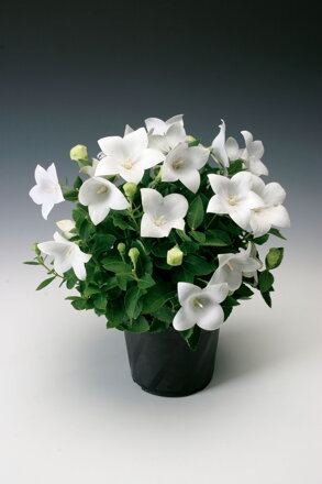 Platykodon(Boubelka) velkokvětý `Astra White`