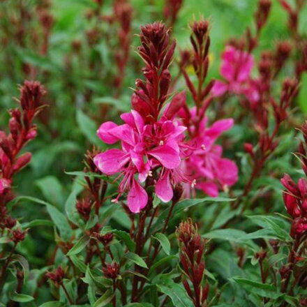 Svíčkovec `Butterfly Rose`