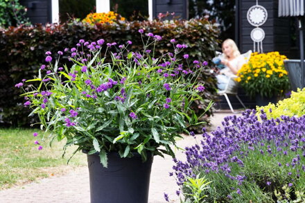 Sporýš tuhý - Dazzling Night