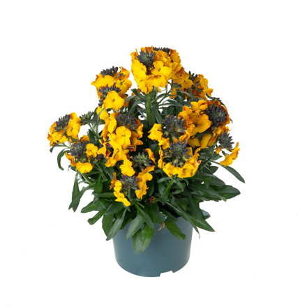Trýzel `Erysistible Yellow`