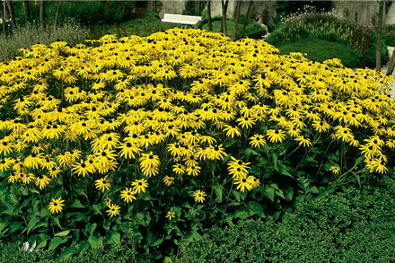 Třapatka zářivá - Goldsturm