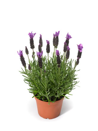 Levandule korunkatá - Javelin Forte Purple