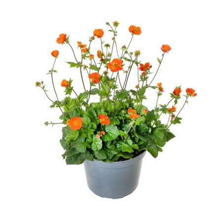 Kuklík šarlatový - Koi