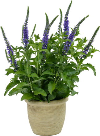 Rozrazil klasnatý - `Ronica Blue`