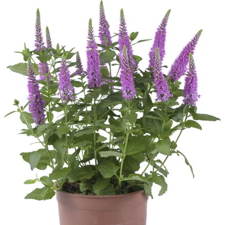 Rozrazil klasnatý - `Ronica Fuchsia`