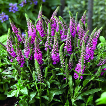 Rozrazil klasnatý - Candles Bubblegum