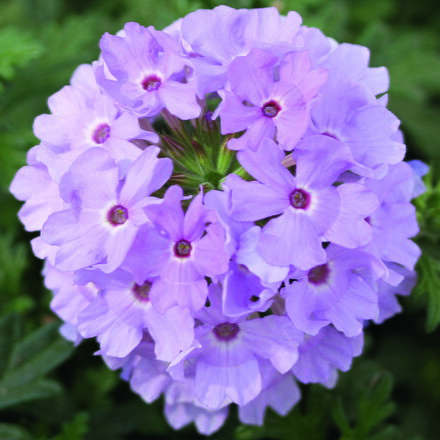 Verbena x peruviana - Vectura® Lavender