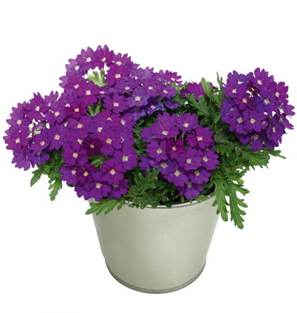 Verbena cultivars - Drums® Dark Purple 
