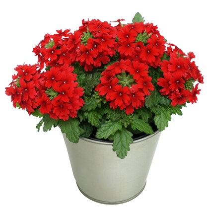 Verbena cultivars - Drums® Red 
