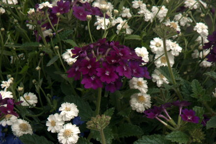 Verbena hybrida - Magelana Violet 