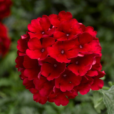Verbena hybrida - Lanai® Compact Deep Red