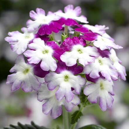 Verbena hybrida - Obsession Twister Purple