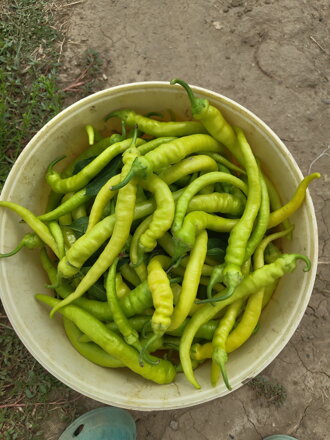 Paprika kozí roh pálivá