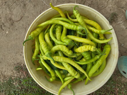 Paprika kozí roh sladká