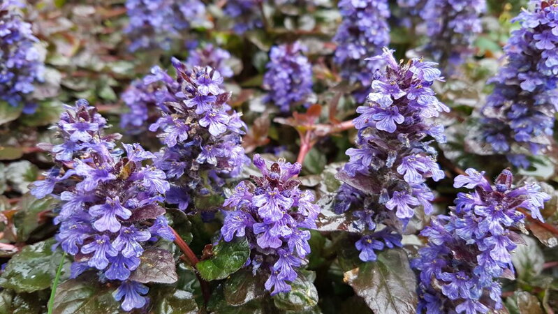 Zběhovec plazivý ´Braunherz´