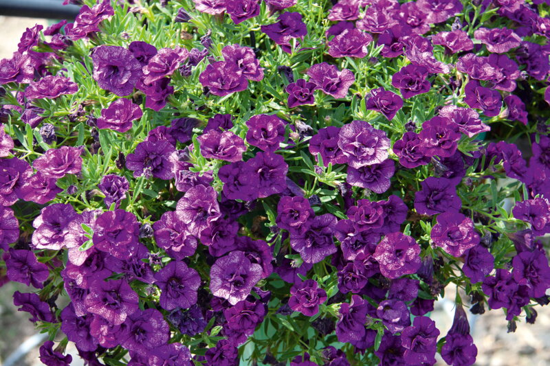 Calibrachoa Hybrida - MiniFamous® Uno Double Blue