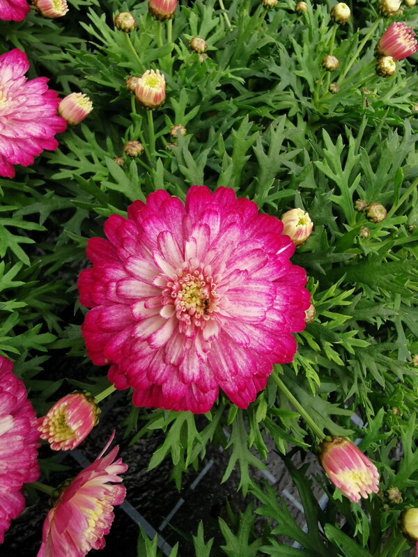 Argyranthemum frutescens - Aramis® Double Strawberry Cream