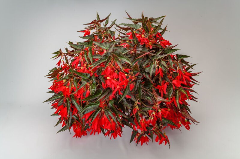 Begonia boliviensis - Bossa Nova Night Fever Rosso