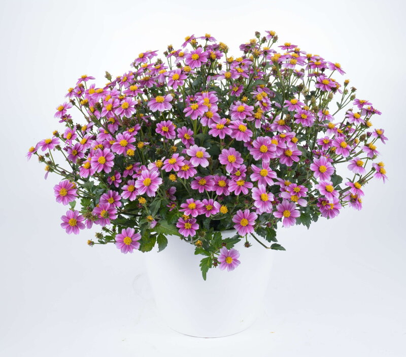 Bidens ferulifolia - Select Pink Beauty Bidens ferulifolia - Select Pink Beauty