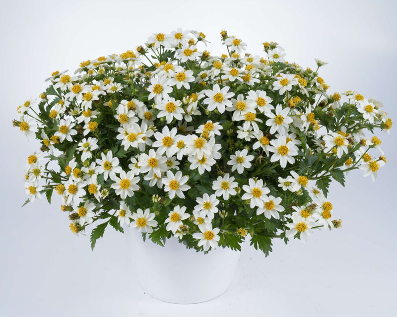 Bidens ferulifolia - Select White Collar Bidens ferulifolia - Select White Collar