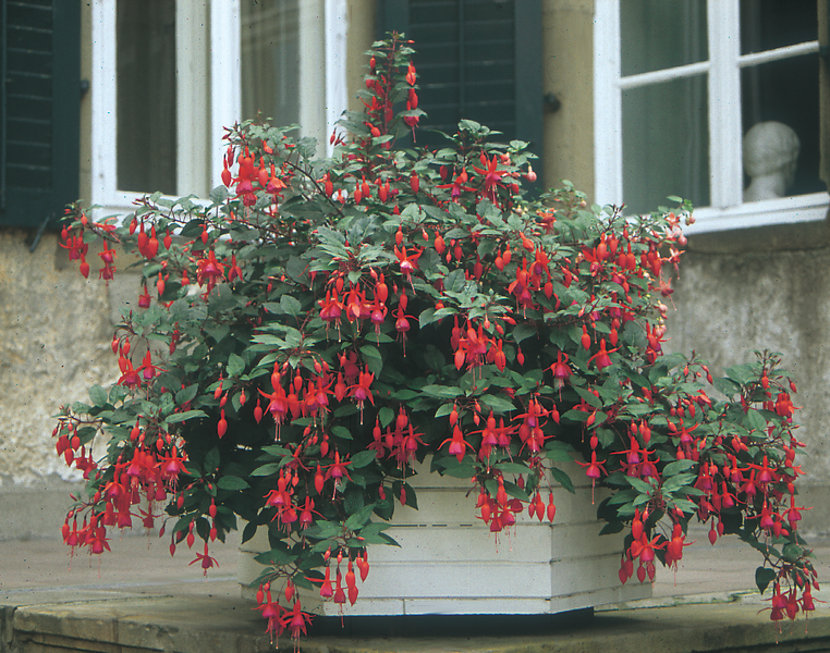 Fuchsia Hybrida - Beacon Fuchsia Hybrida - Beacon