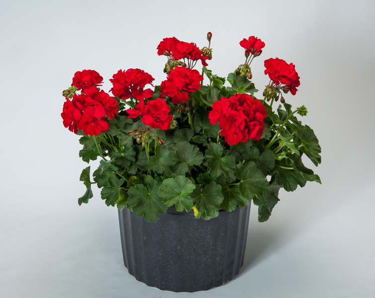 Muškát interspecifický - Calliope® M Dark Red Dark leaf Muškát interspecifický - Calliope® M Dark Red Dark leaf