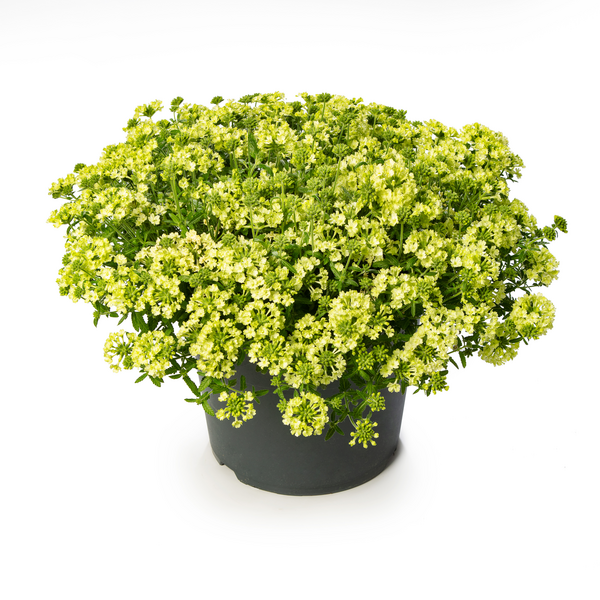 Verbena hybrida - Lanai® Apple Green 