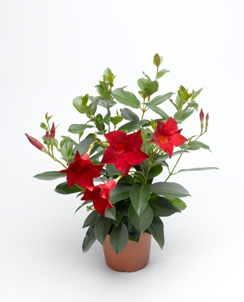Mandevilla Hybrida - Rio® Dark Red Mandevilla Hybrida - Rio® Dark Red
