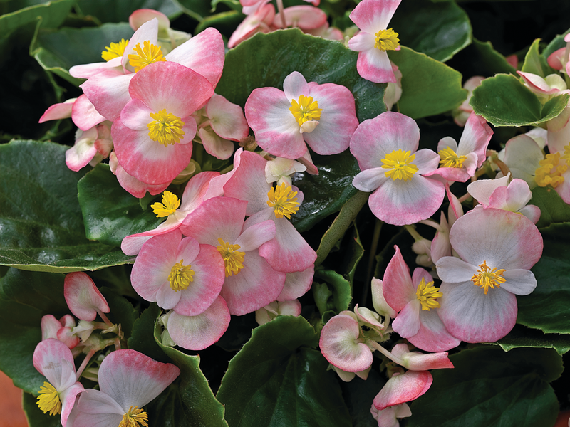 Begonia semperflorens - Ascot Rose Bicolor 