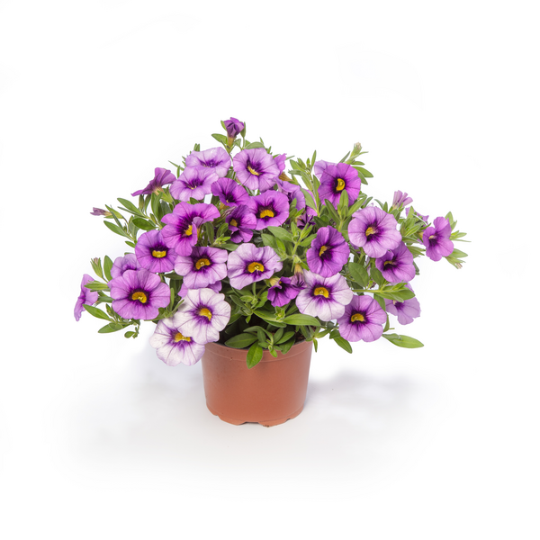 Calibrachoa Hybrida - Cabrio Light Blue Calibrachoa Hybrida - Cabrio Light Blue