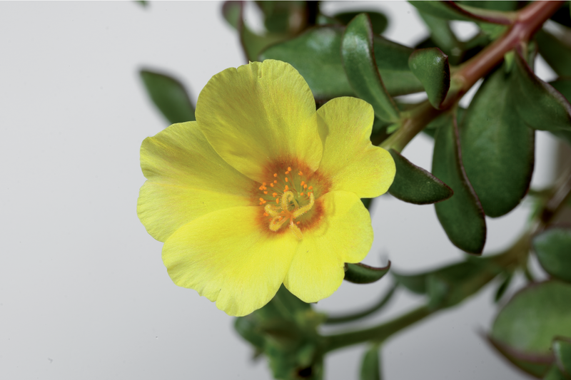 Portulaca umbraticola - Lava Yellow Portulaca umbraticola - Lava Yellow