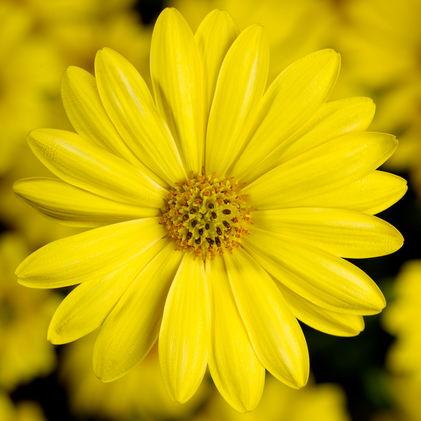 Osteospermum ecklonis - Tradewinds® Yellow Osteospermum ecklonis - Tradewinds® Yellow